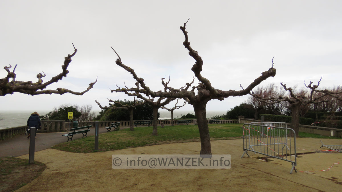 Tilia cordata - Dachform geschitten IMG_5277.JPG